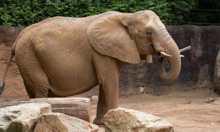 An elephant stands near rocks in a habitat at Zoo Atlanta.