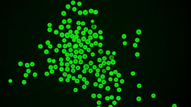 Hi res image of microgels