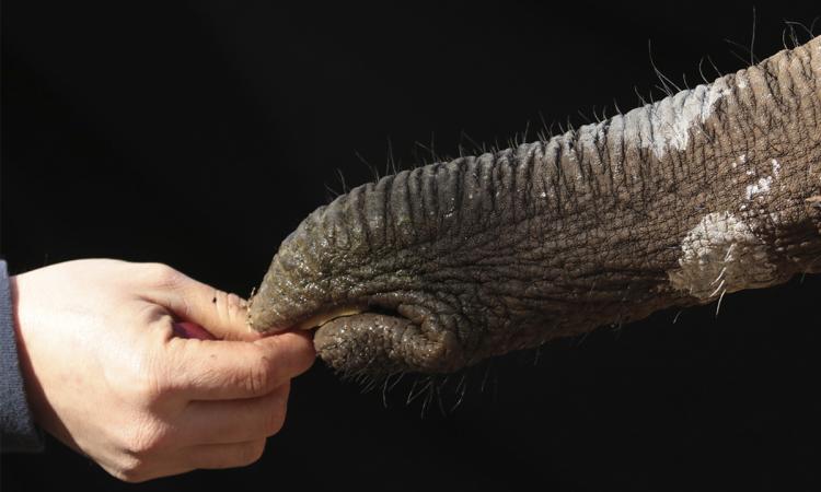 A person's hand holds food and an elephant trunk reaches for it