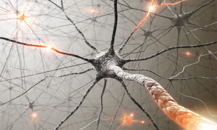 Neuron illustration