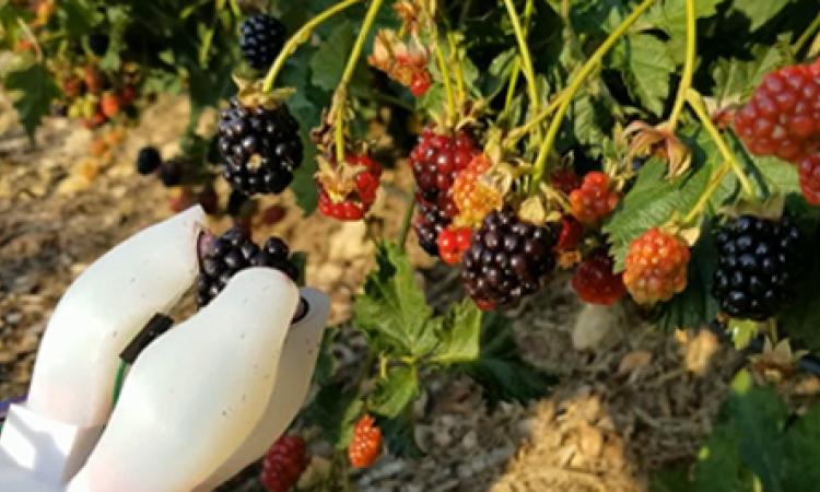 A robotic "hand" harvesting blackberries