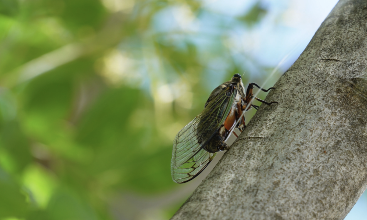 Cicada urinating while standing on a tree