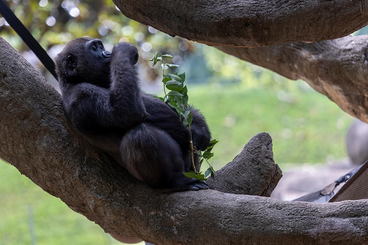 Gorilla relaxing and eating in tree